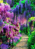 Green & Purple Forest